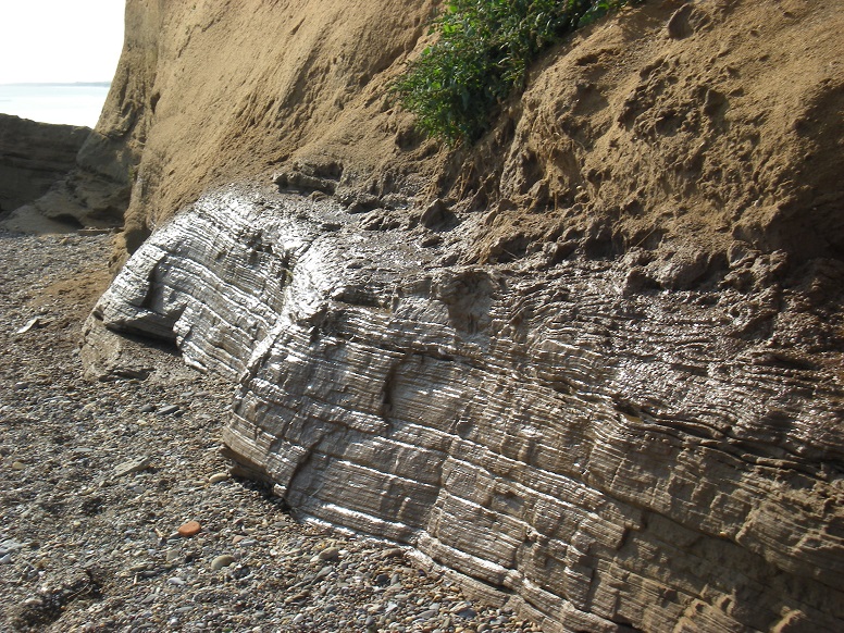  Barmston cliff (5): 15 September 2011 